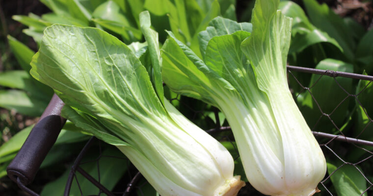 How to Freeze Bok Choy and Keep Its Nutritional Value