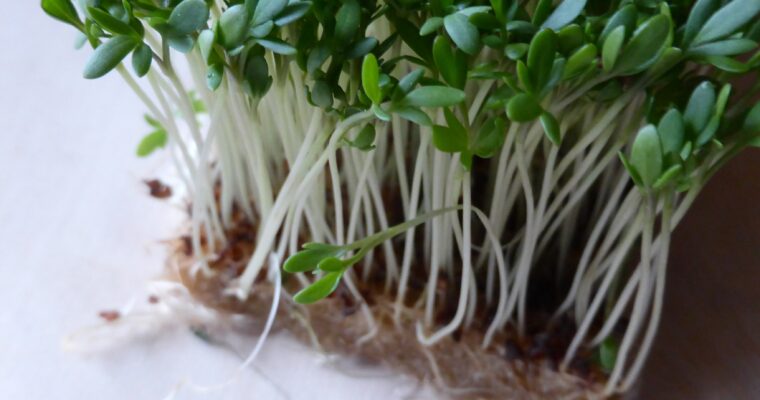 How Long Do Bean Sprouts Last? | Sprout Storage Guide