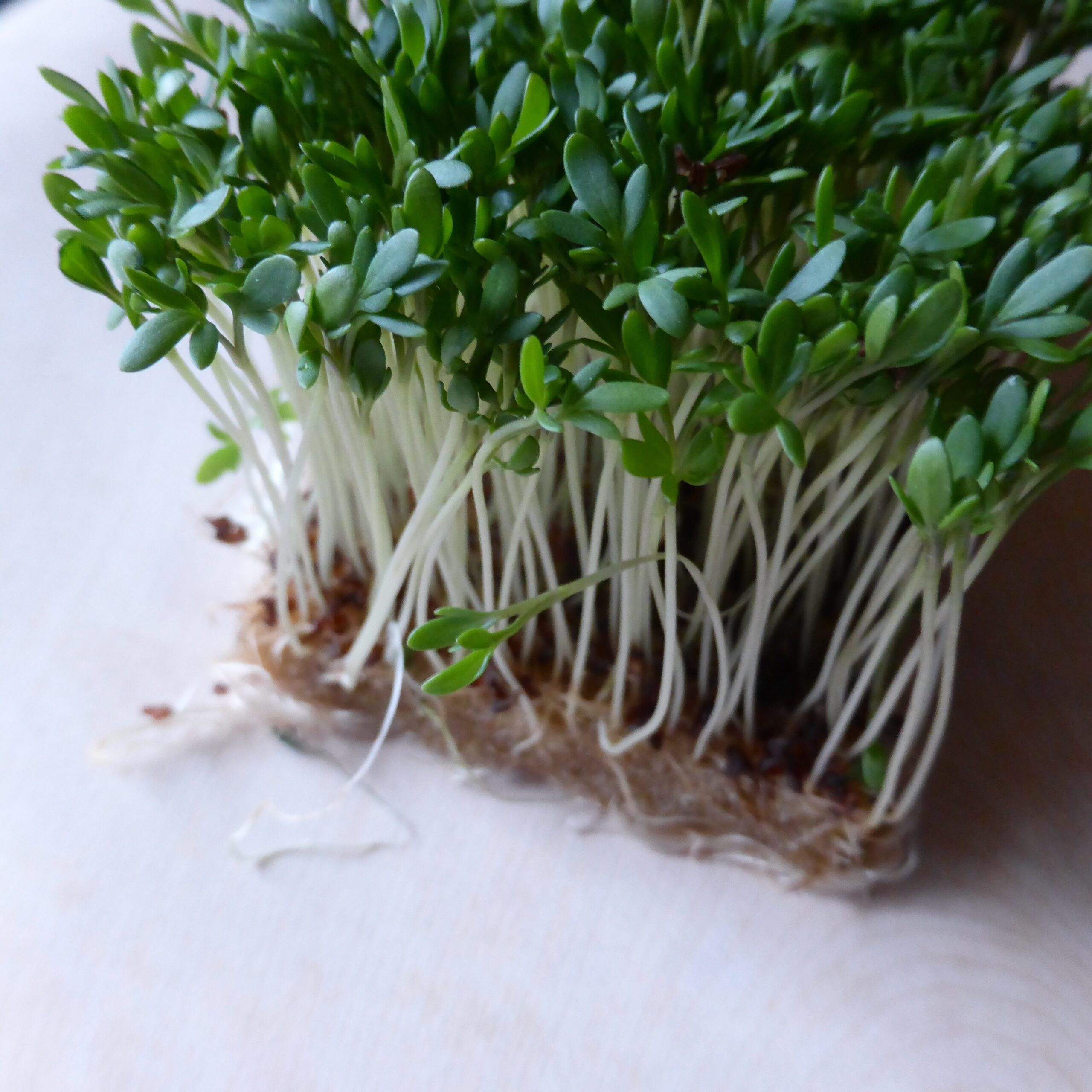 Broccoli Sprouts, Bean sprouts, how long do bean sprouts last?